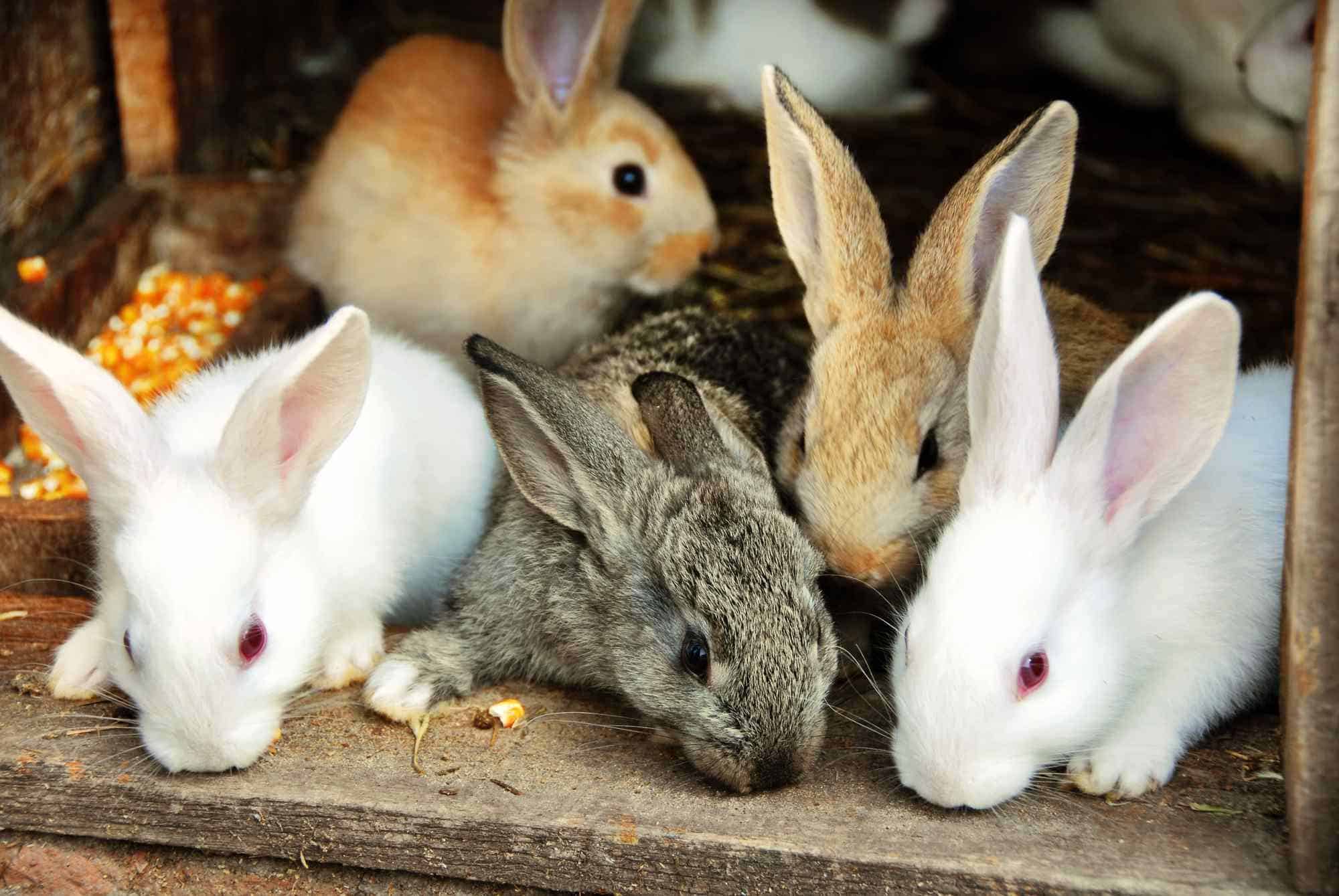 30 Funny Bunny Puns For Easter » AllWording.com