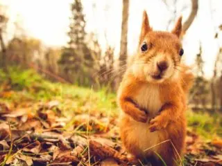 Funny picture of a squirrel standing in fall leaves
