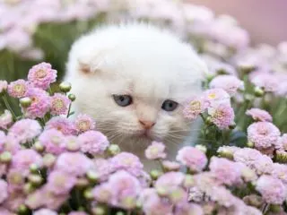 White kitten sitting among a bunch of flowers