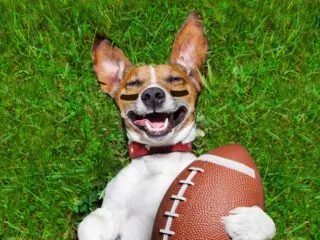 Funny picture of a dog laying on an American football field holding a football