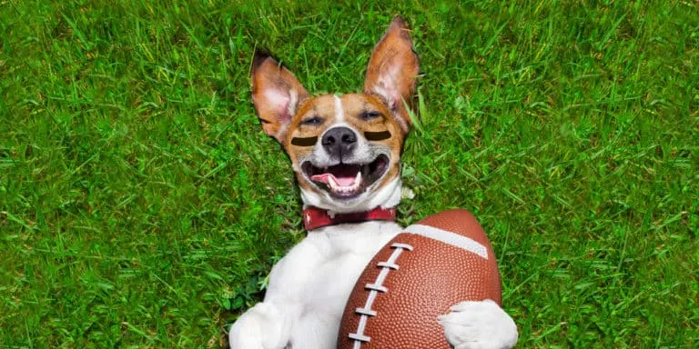 Are You Ready For Some Football Puns?