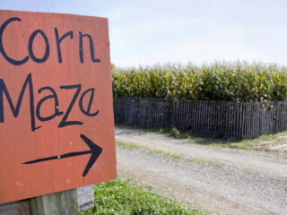 Sign pointing to a corn maze