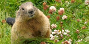 Happy Groundhog Day