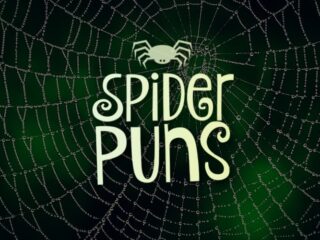 Feature image for article containing a list of spider puns